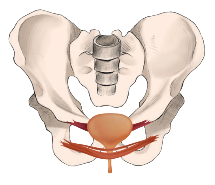 Illustration vor Beckenbodentraining | Tina Kreuzer | Beckenbodentraining Oberkärnten