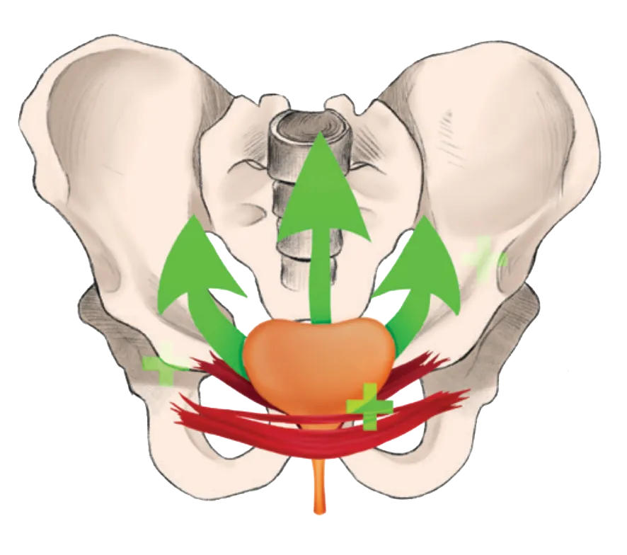 Illustration während Beckenbodentraining | Tina Kreuzer | Beckenbodentraining Oberkärnten